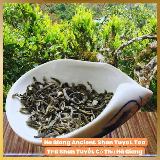 Ancient Shan Tuyet Premium Tea from Hà Giang Vietnam with the purest air and organic natural tea.  The trees are over hundred of years old.