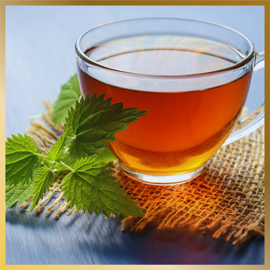 a cup of High quality Shan Tuyet Snowy Mountain River Tea from Ha Giang Vietnam with delicious deep rich flavor, trà Shan Tuyết Hà Gian Hảo Hạn, this is after it is steep golden honey color.