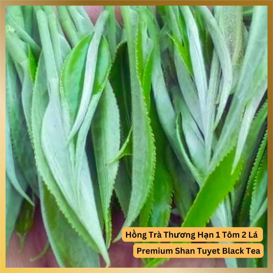 High quality Shan Tuyet Snowy Mountain River Tea from Ha Giang Vietnam with delicious deep rich flavor, this is when they still fresh trà Shan Tuyết Hà Gian Hảo Hạn.
