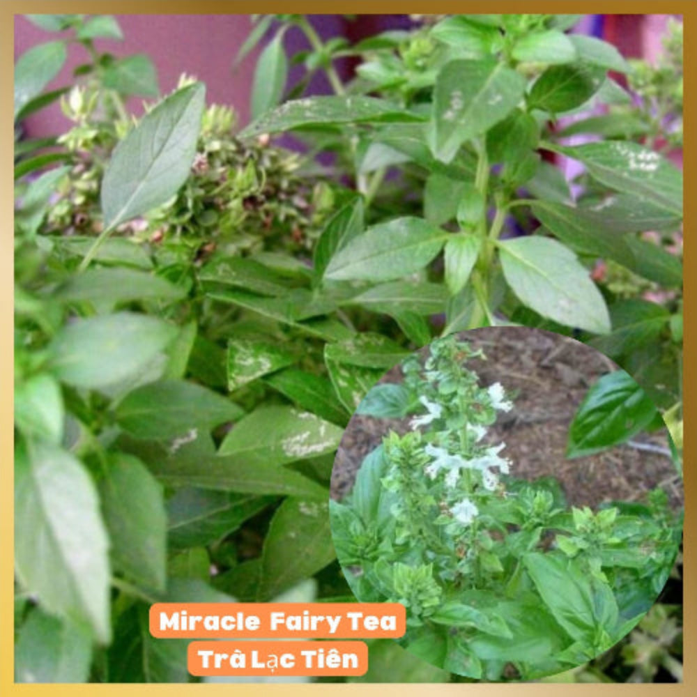 Passion Miracle Tea -