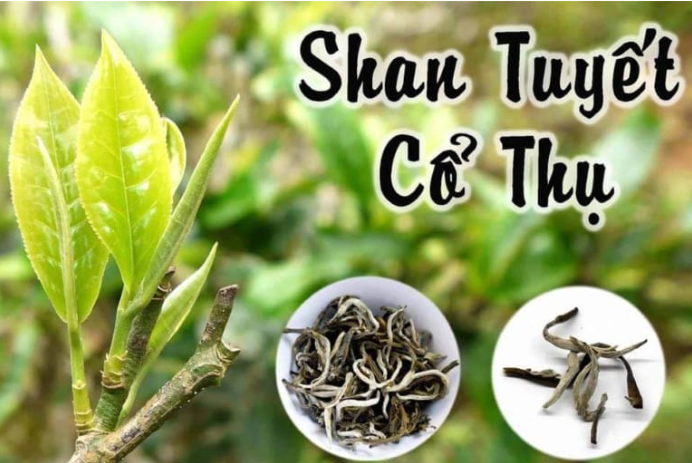 Ancient Shan Tuyet Premium Tea from Hà Giang Vietnam with the purest air and organic natural tea. The trees are over hundred of years old.