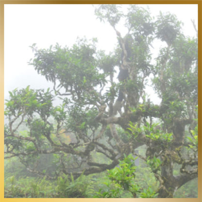 Shan Tuyet Premium Tea - Trà Shan Tuyết Hà Giang 越南山雪古树茶