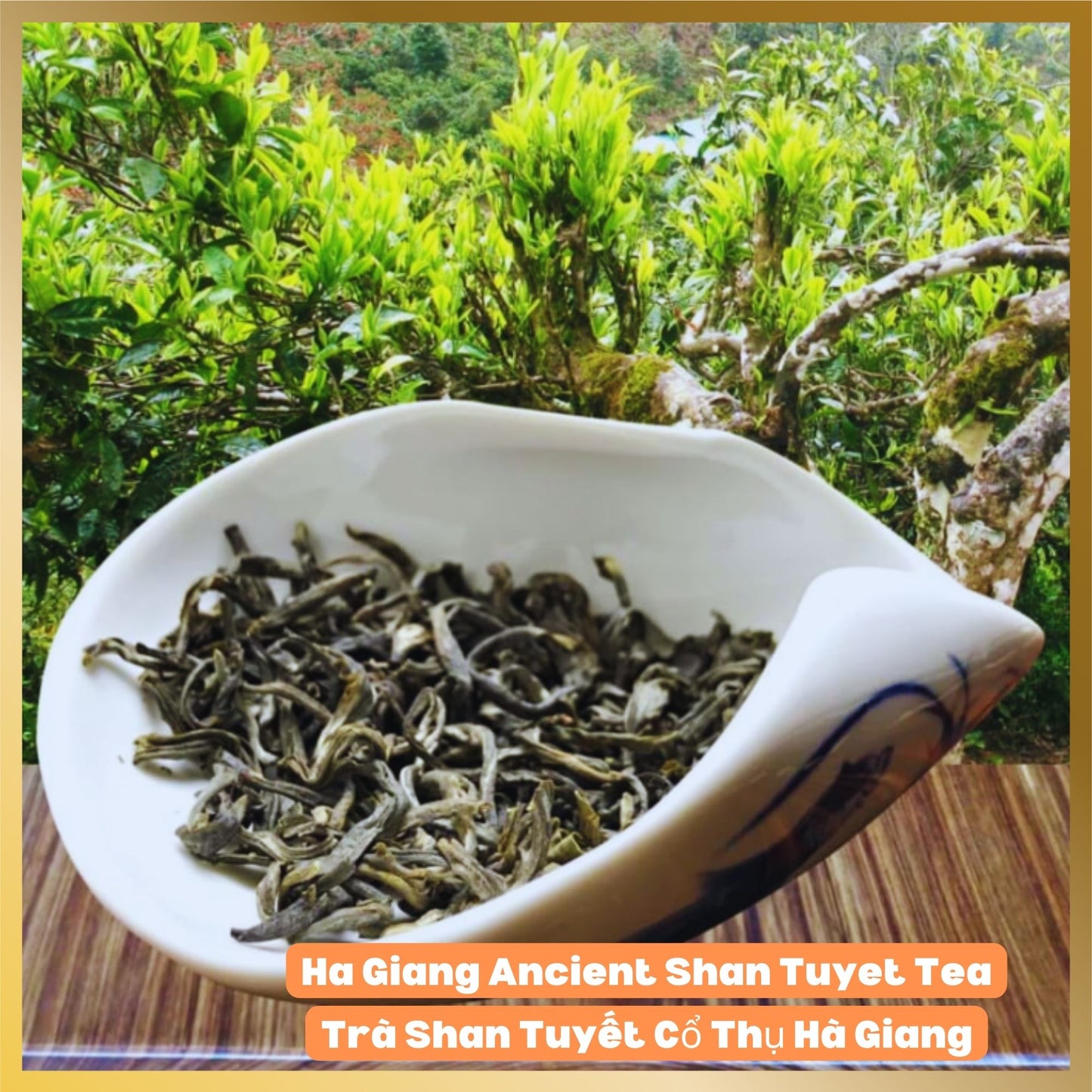 A cup of clear shiny yellow Ancient Shan Tuyet Premium Tea from Hà Giang Vietnam with the purest air and organic natural tea.  The trees are over hundred of years old.