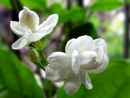 Jaliny Jasmine tea from a flower plant/tree look like this trà-hoa-lài hay là #trà-hoa-nhài, beauty tea